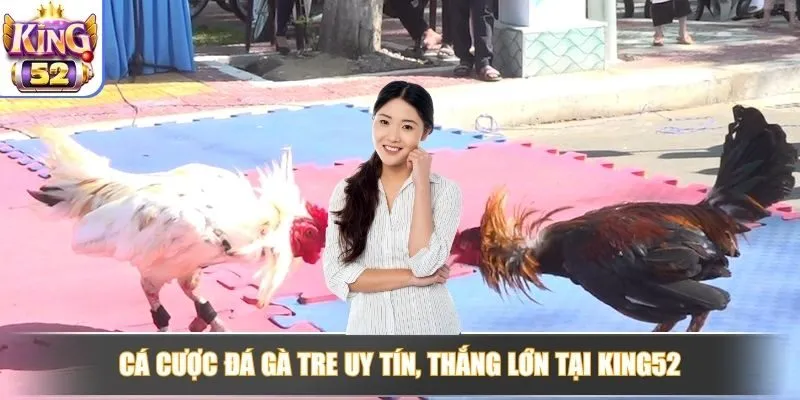 Cá cược đá gà tre uy tín, thắng lớn tại KING52