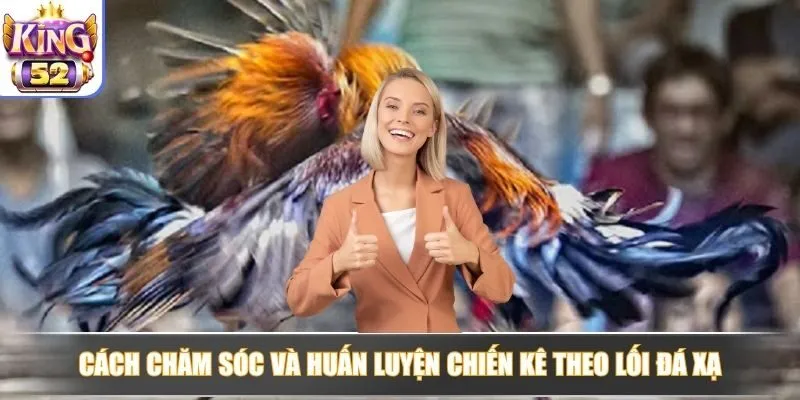 Cách chăm sóc và huấn luyện chiến kê theo lối đá xạ